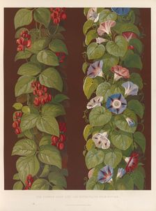 The french bean and the convolvolus from nature, 1850. Creator: Ludwig Gruner