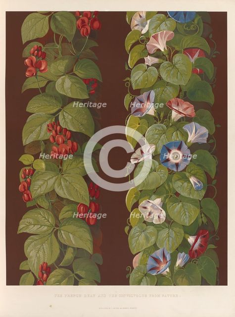 The french bean and the convolvolus from nature, 1850.  Creator: Ludwig Gruner.