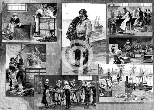 The French Sardine Industry, 1890. Creator: R. Taylor.