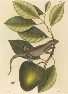 The Guana (Lacerta Iguana), published 1731-1743. Creator: Mark Catesby