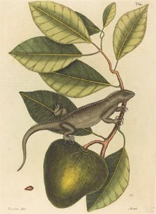 The Guana (Lacerta Iguana), published 1731-1743. Creator: Mark Catesby