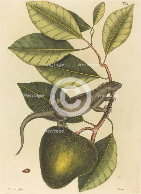 The Guana (Lacerta Iguana), published 1731-1743. Creator: Mark Catesby.