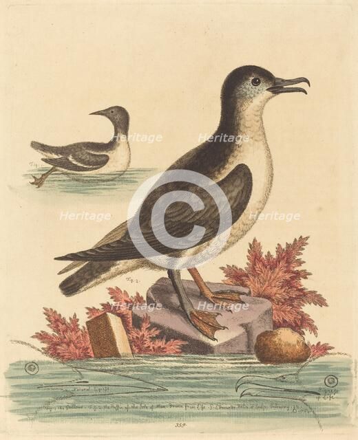 The Guillemot and the Puffin of the Isle of Man, 1762. Creator: George Edwards.