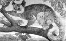 The Galago, brought by Dr. Livingstone from South Africa for the Zoological Society's..., 1864. Creator: Pearson