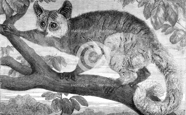 The Galago, brought by Dr. Livingstone from South Africa for the Zoological Society's..., 1864. Creator: Pearson.
