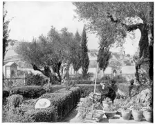 The Garden of Gethsemane, Palestine late 19th century.Artist: John L Stoddard