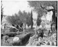 The Garden of Gethsemane, Palestine late 19th century.Artist: John L Stoddard