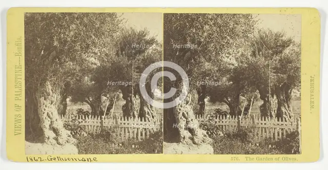 The Garden of Olives, Jerusalem, 1860/85. Creator: Felix Bonfils.