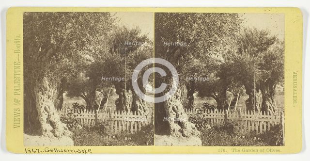 The Garden of Olives, Jerusalem, 1860/85. Creator: Felix Bonfils.