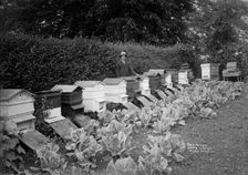 The garden of Stow Lodge, Wyck Hill, Wick Rissington, Gloucestershire, 1908. Artist: Alfred Newton & Sons