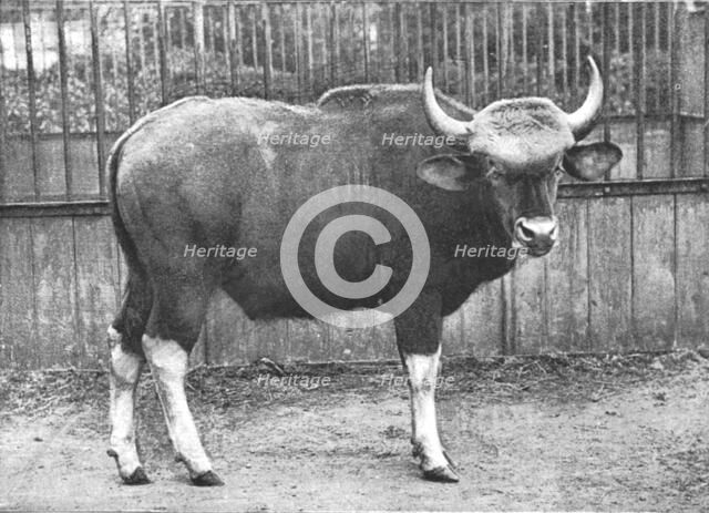 ''The Gaur (Bos Gaurus) from the Sultan of Pehang', 1890. Creator: Unknown.