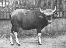 'The Gaur (Bos Gaurus) from the Sultan of Pehang 1890. Creator: Unknown