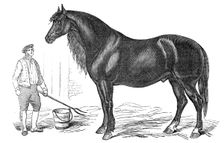 The giant horse exhibited at Southampton, 1844. Creator: Unknown