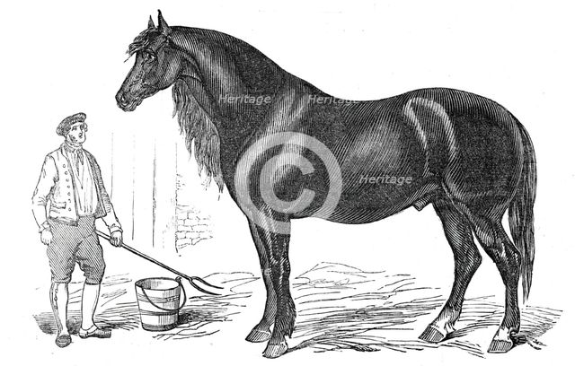 The giant horse exhibited at Southampton, 1844. Creator: Unknown.