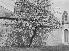 The Glastonbury Thorn 1902