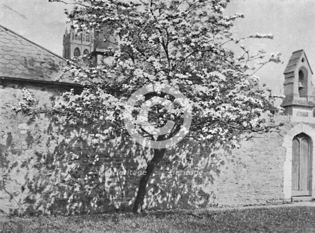 'The Glastonbury Thorn', 1902. Artist: Unknown.