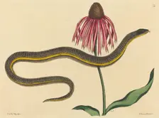 The Glass Snake (Anguis ventralis), published 1731-1743. Creator: Mark Catesby