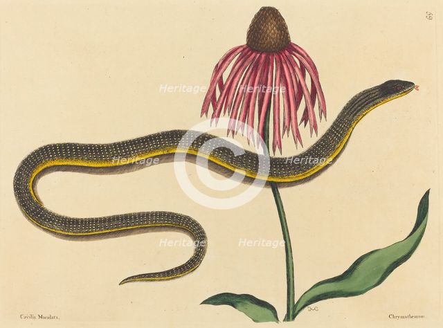 The Glass Snake (Anguis ventralis), published 1731-1743. Creator: Mark Catesby.