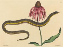 The Glass Snake (Anguis ventralis), published 1731-1743. Creator: Mark Catesby