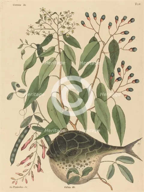 The Globe Fish (Tetrodon lagocephalus), published 1731-1743. Creator: Mark Catesby.