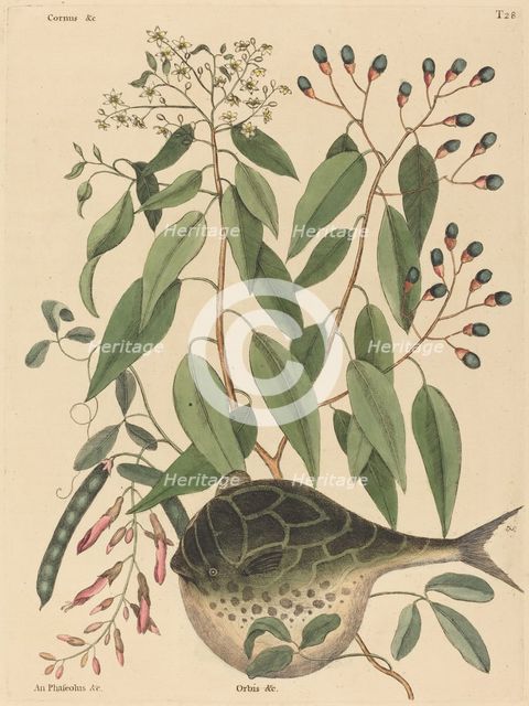 The Globe Fish (Tetrodon lagocephalus), published 1731-1743. Creator: Mark Catesby.