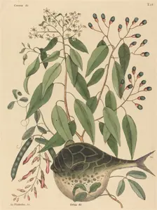 The Globe Fish (Tetrodon lagocephalus), published 1731-1743. Creator: Mark Catesby