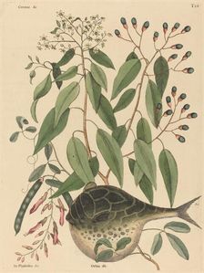 The Globe Fish (Tetrodon lagocephalus), published 1731-1743. Creator: Mark Catesby