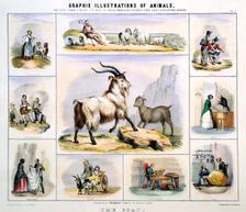 The Goat c1850. Creator: Benjamin Waterhouse Hawkins