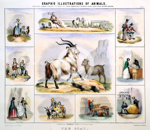 'The Goat', c1850. Creator: Benjamin Waterhouse Hawkins.