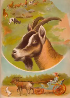 The Goat c1900. Artist: Helena J. Maguire