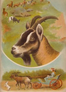 The Goat c1900. Artist: Helena J. Maguire