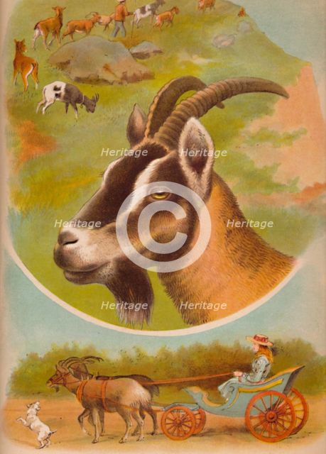 'The Goat', c1900. Artist: Helena J. Maguire.