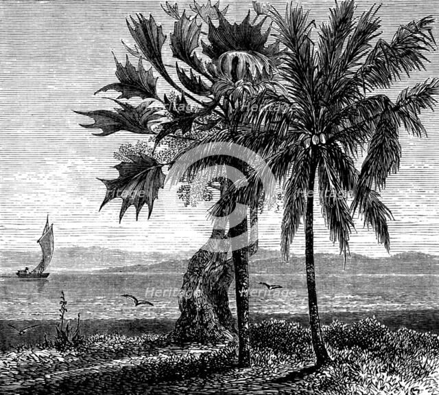 The Gold Coast and Ashantee War: the coast, Gambia River, 1873. Creator: Unknown.