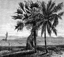 The Gold Coast and Ashantee War: the coast, Gambia River, 1873. Creator: Unknown