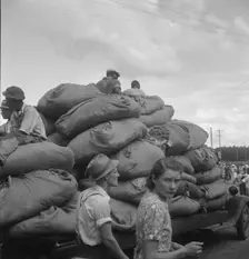 The "golden leaf," already graded by the farmers, sorted and wrapped..., Douglas, Georgia, 1938. Creator: Dorothea Lange