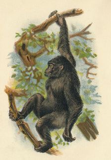 The Gorilla 1897. Artist: Henry Ogg Forbes