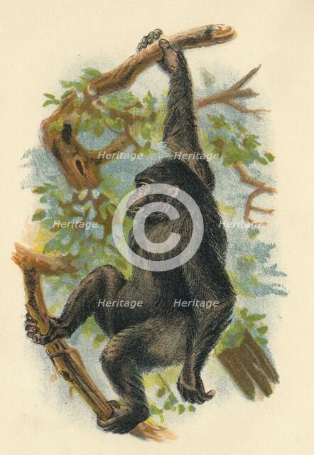'The Gorilla', 1897. Artist: Henry Ogg Forbes.