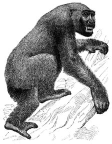 The Gorilla, 19th century? Creator: Unknown
