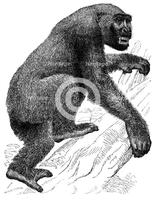 The Gorilla, 19th century? Creator: Unknown.