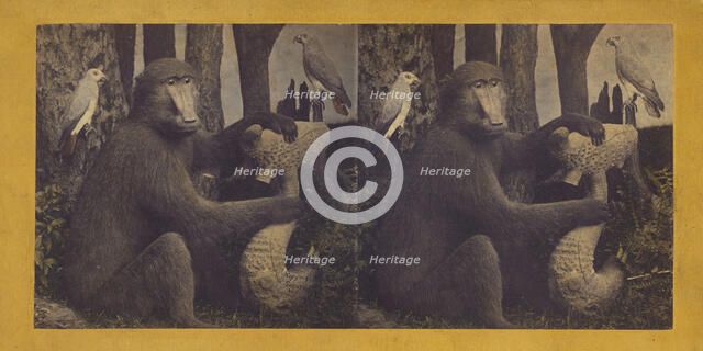 The Gorilla, from Africa, supposed to be our next of kin., 1870. Creator: Eugene S. M. Haines.