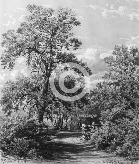 The Grandmother Tree, near Middletown, Long Island, 1858. Creator: William Rickarby Miller.