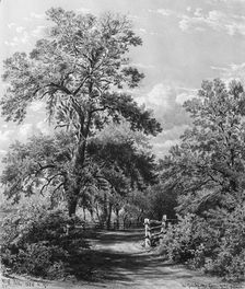 The Grandmother Tree, near Middletown, Long Island, 1858. Creator: William Rickarby Miller