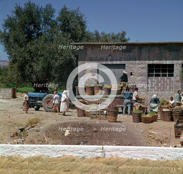 The grape-harvest in Rhodes