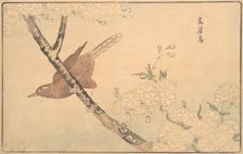 The Gray Thrush, 1789. Creator: Kitao Masayoshi