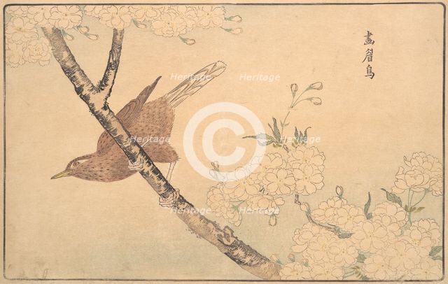 The Gray Thrush, 1789. Creator: Kitao Masayoshi.