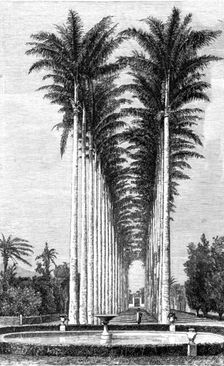 The Great Avenue of Palms in the Botanical Gardens; Rio De Janeiro and the Organ Mountains 1875. Creator: Thomas Woodbine Hinchliff