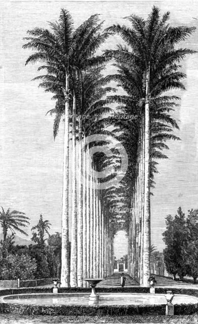 'The Great Avenue of Palms in the Botanical Gardens; Rio De Janeiro and the Organ Mountains', 1875. Creator: Thomas Woodbine Hinchliff.