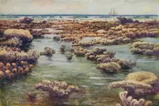 The Great Barrier Reef 1923. Creator: Unknown