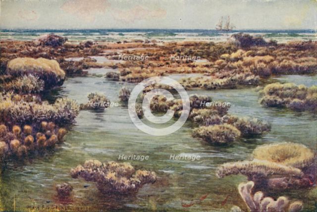 'The Great Barrier Reef', 1923. Creator: Unknown.