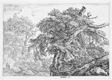 The Great Beech, 1650-82. Creator: Jacob van Ruisdael